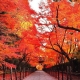 Momijigari, el otoño en Japón