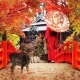 Momiji, el otoño japonés