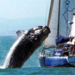 No asustes a las ballenas
