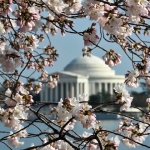 Los simbólicos cerezos de Washington
