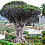 El drago, árbol sanguinoliento