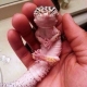 Gecko Leopardo, adorable e insecticida