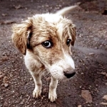 Lo que piensan los perros de nosotros