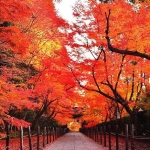 Momijigari, el otoño en Japón
