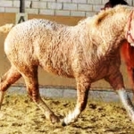 Caballos mágicos que huelen a oveja