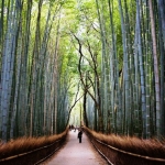 Concierto de bambú