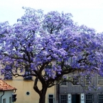 El verdadero árbol de la vida