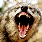 Lobos gigantes de 30 mil años