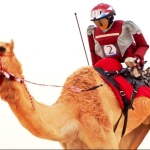 Sorprendentes carreras de camellos