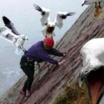 Cuidado con la gaviota asesina