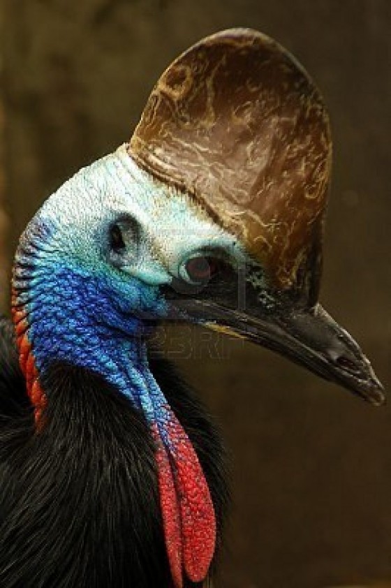 2939463-casuarios-genero-casuarius-son-muy-grandes-aves-no-vuelan-a-los-nativos-los-bosques-tropicales-de-nu