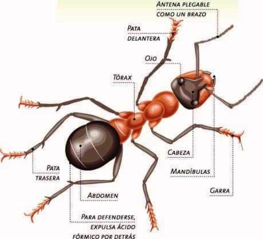 Características-de-las-hormigas