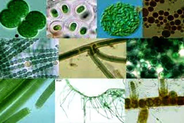 Resultado de imagen de Cianobacterias