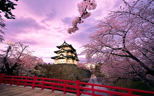 ????? (Hirosaki Castle and cherry blossoms)