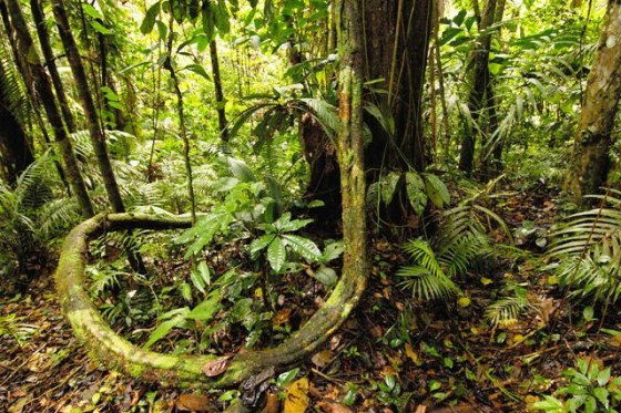 Yasuni National Park, Amazon Rainforest, Ecuador