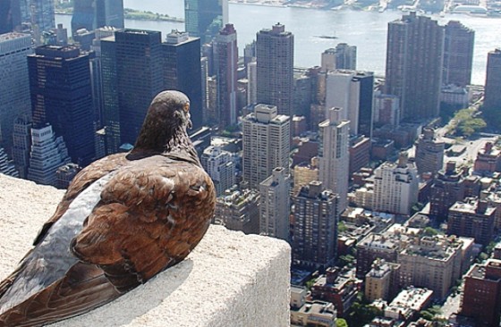 Empire State Pigeon