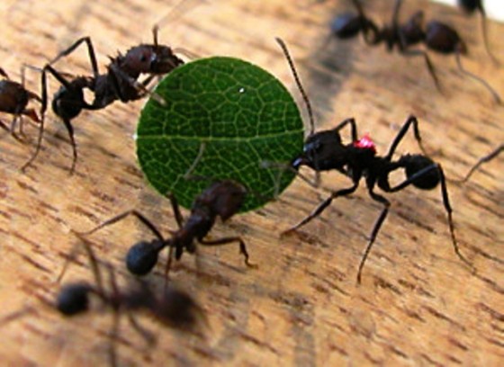 control-biologico-hormigas-negras_6_1024286