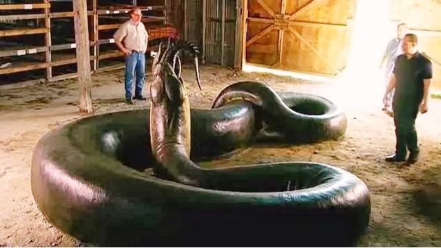 titanoboa-monster-snake-the-largest-snake-discovered-ever