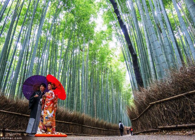 una-pareja-haciendo-el-reportaje-de-boda-en-el-bosque-de-bambu-de-sagano