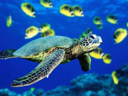 vista-wallpaper-green-sea-turtle