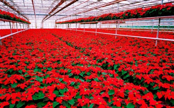 greenhouse full of bright red poinsettia